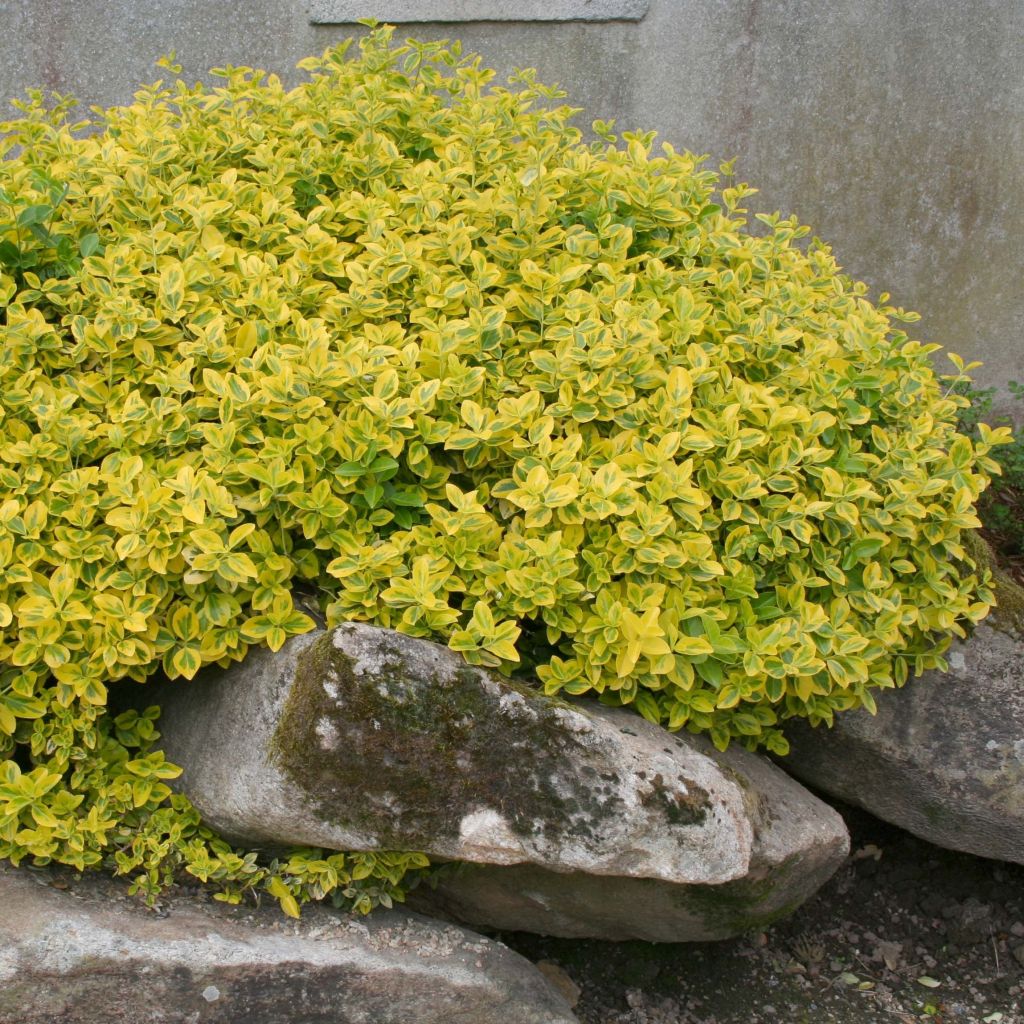 Euonymus fortunei Emerald 'n gold