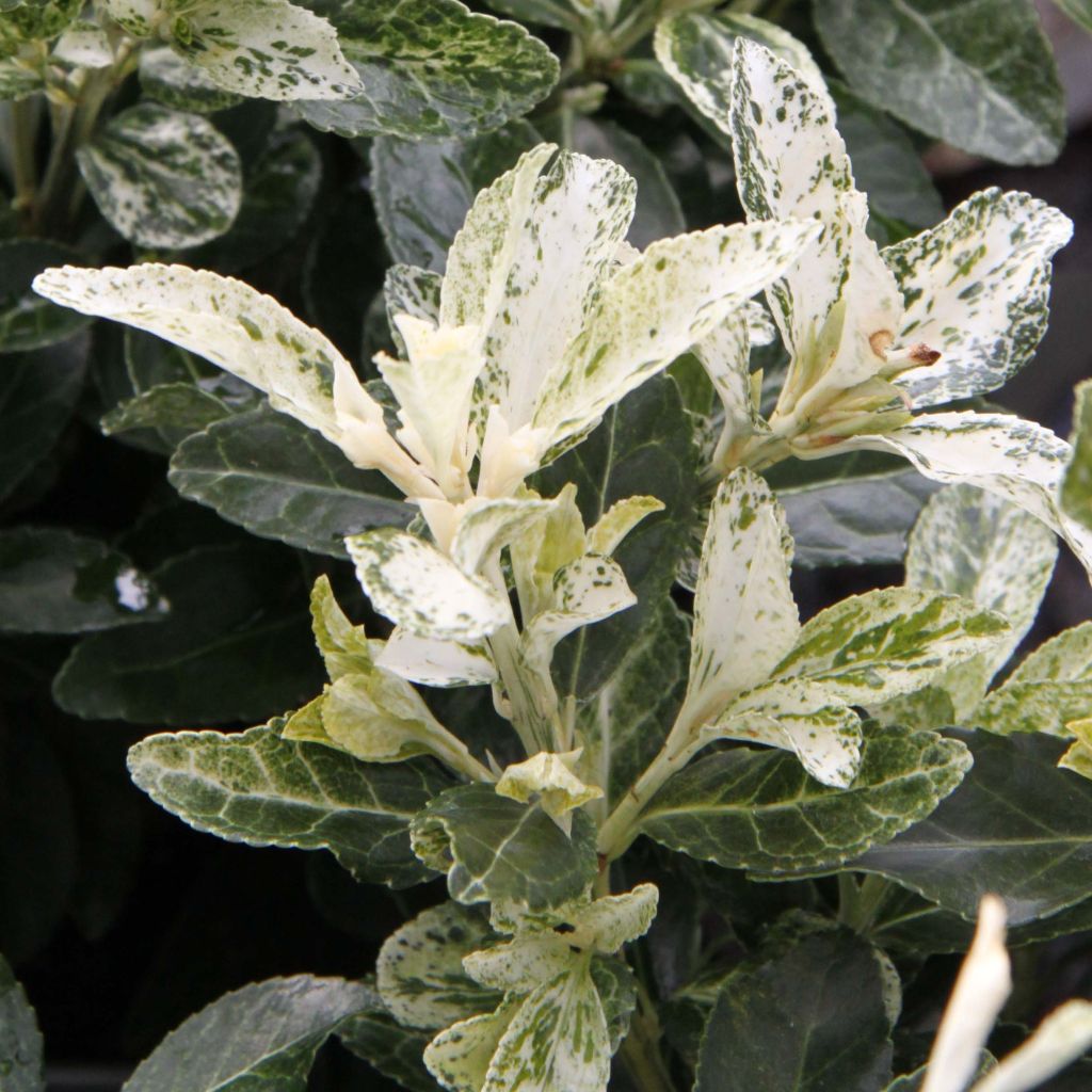 Fusaria giapponese Pierrolino