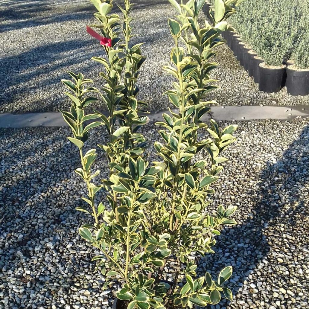 Fusain du Japon - Euonymus japonicus Silver King