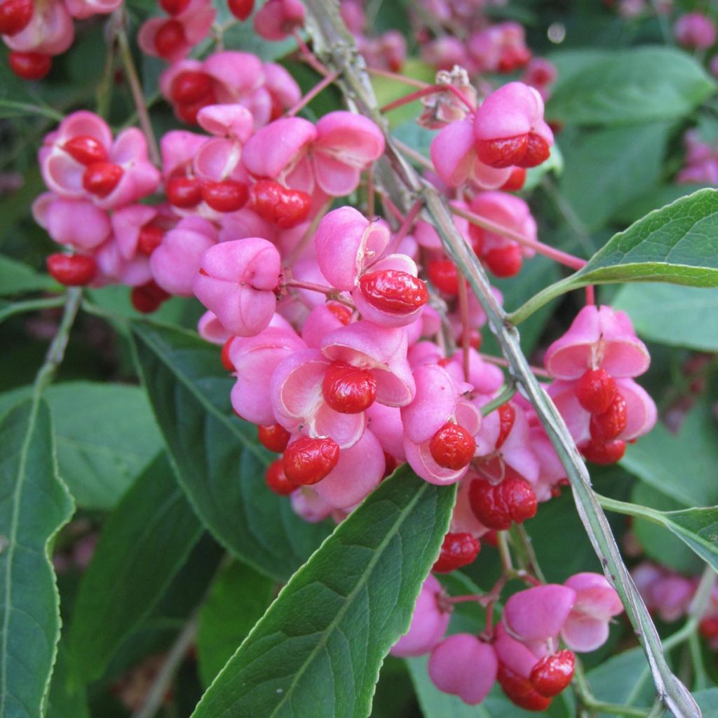 Euonymus phellomanus