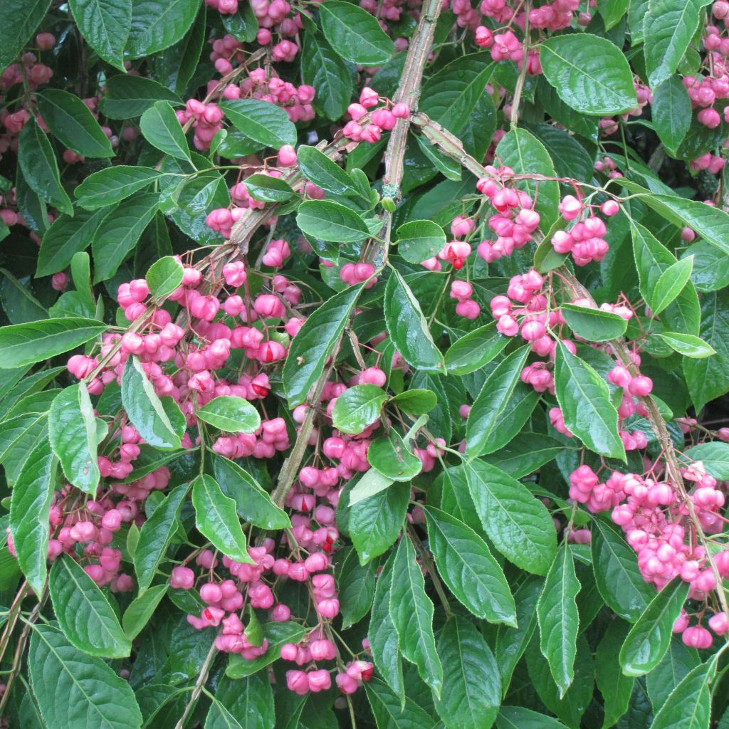 Euonymus phellomanus