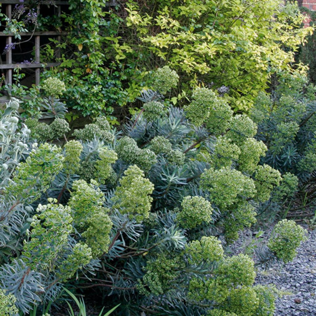 Euphorbia characias - Euforbia cespugliosa