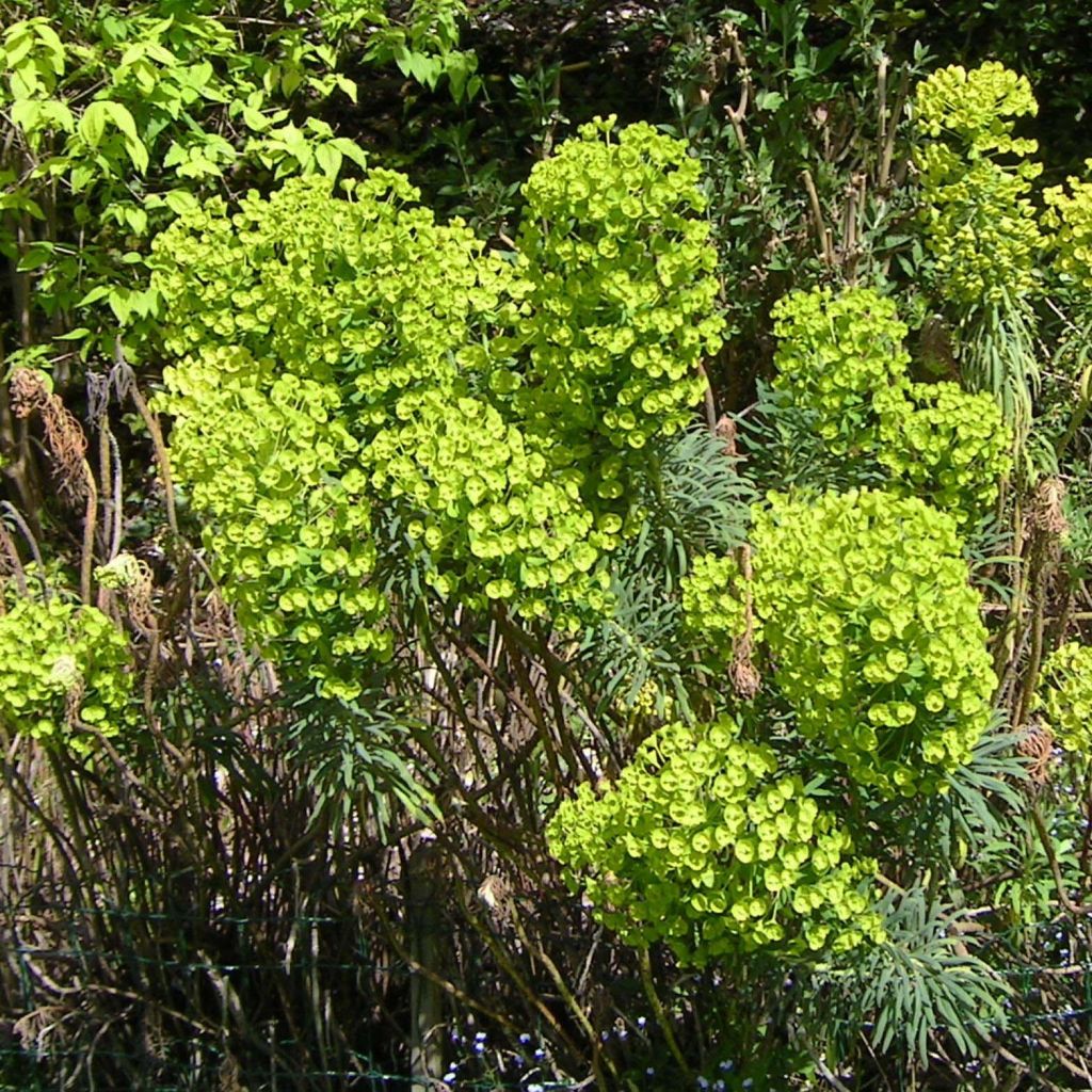 Euphorbia characias - Euforbia cespugliosa