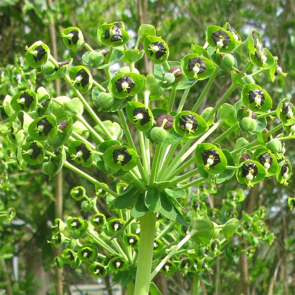 Euphorbia characias - Euforbia cespugliosa