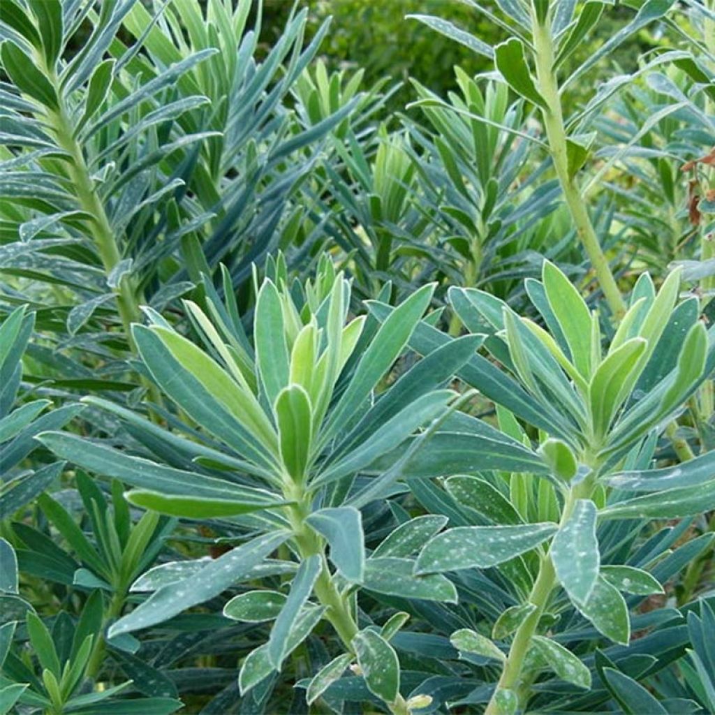 Euphorbia characias - Euforbia cespugliosa