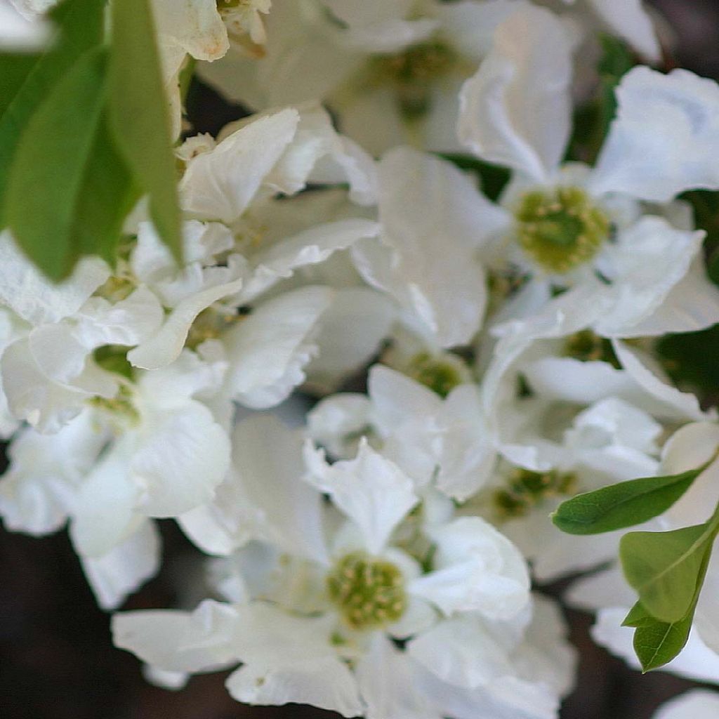 Exochorda macrantha The Bride