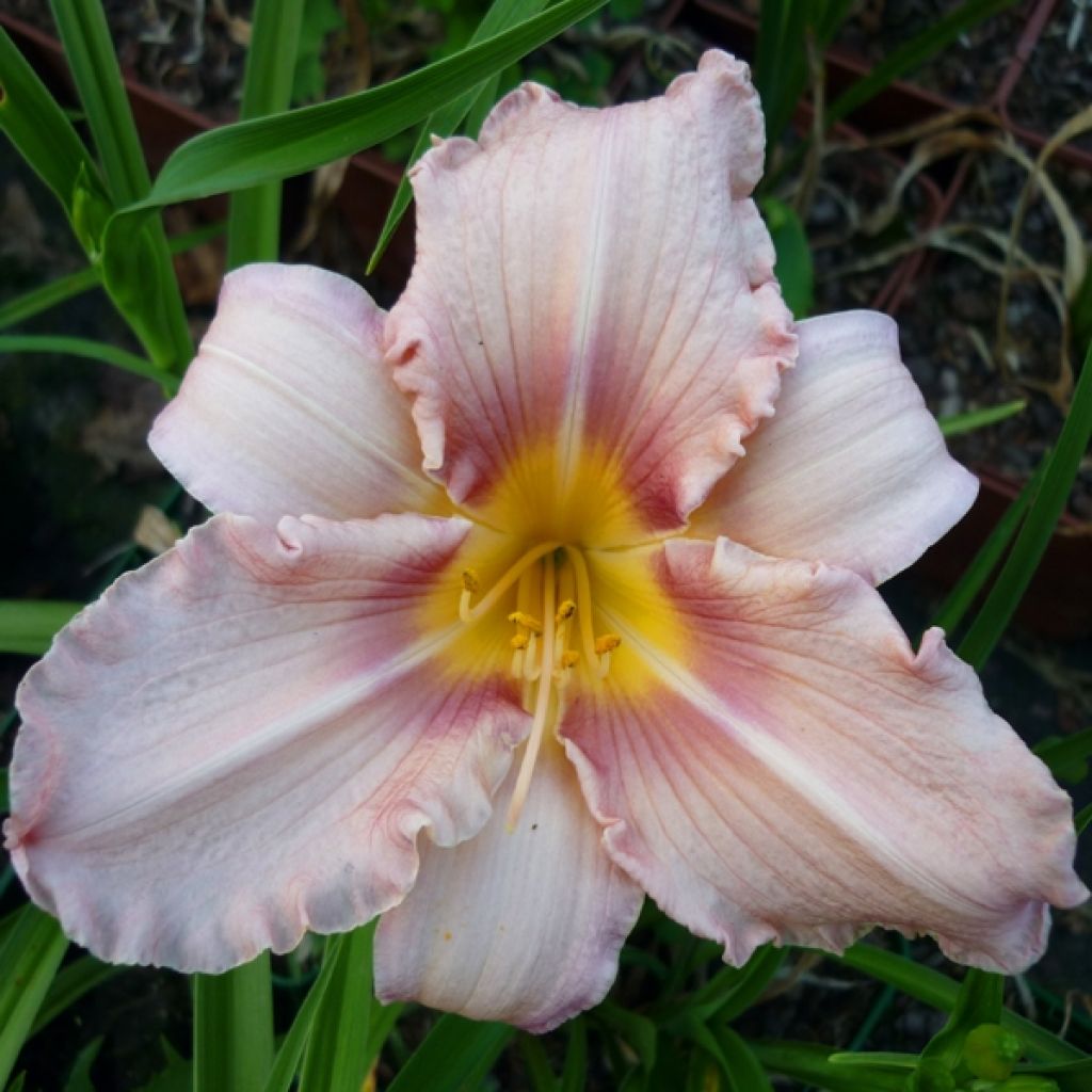 Hemerocallis Eyed Beauty - Emerocallide