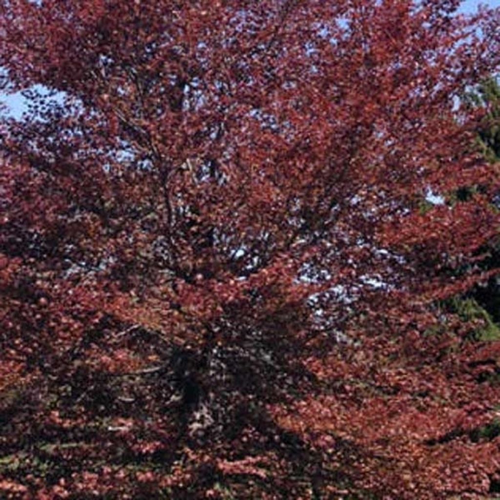 Fagus sylvatica Atropurpurea - Faggio ramato