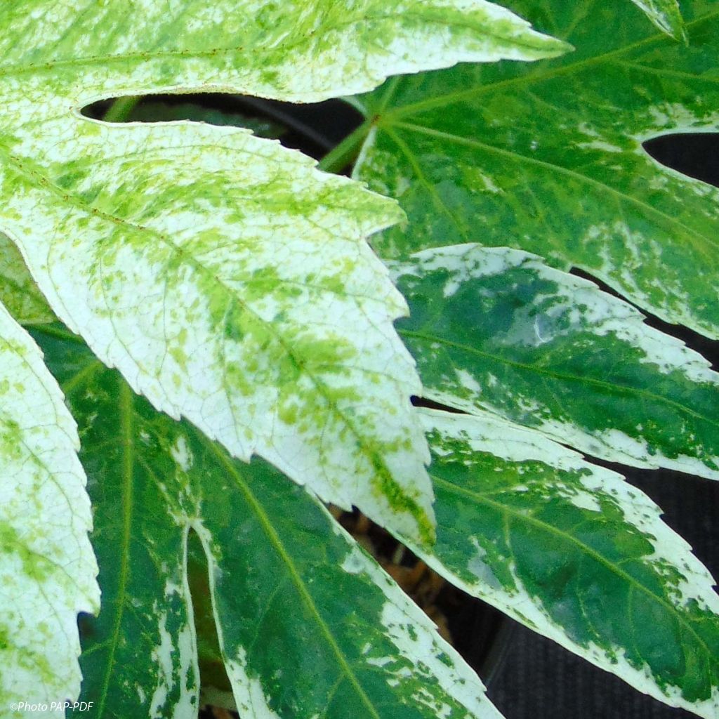 Fatsia japonica Spider's Web