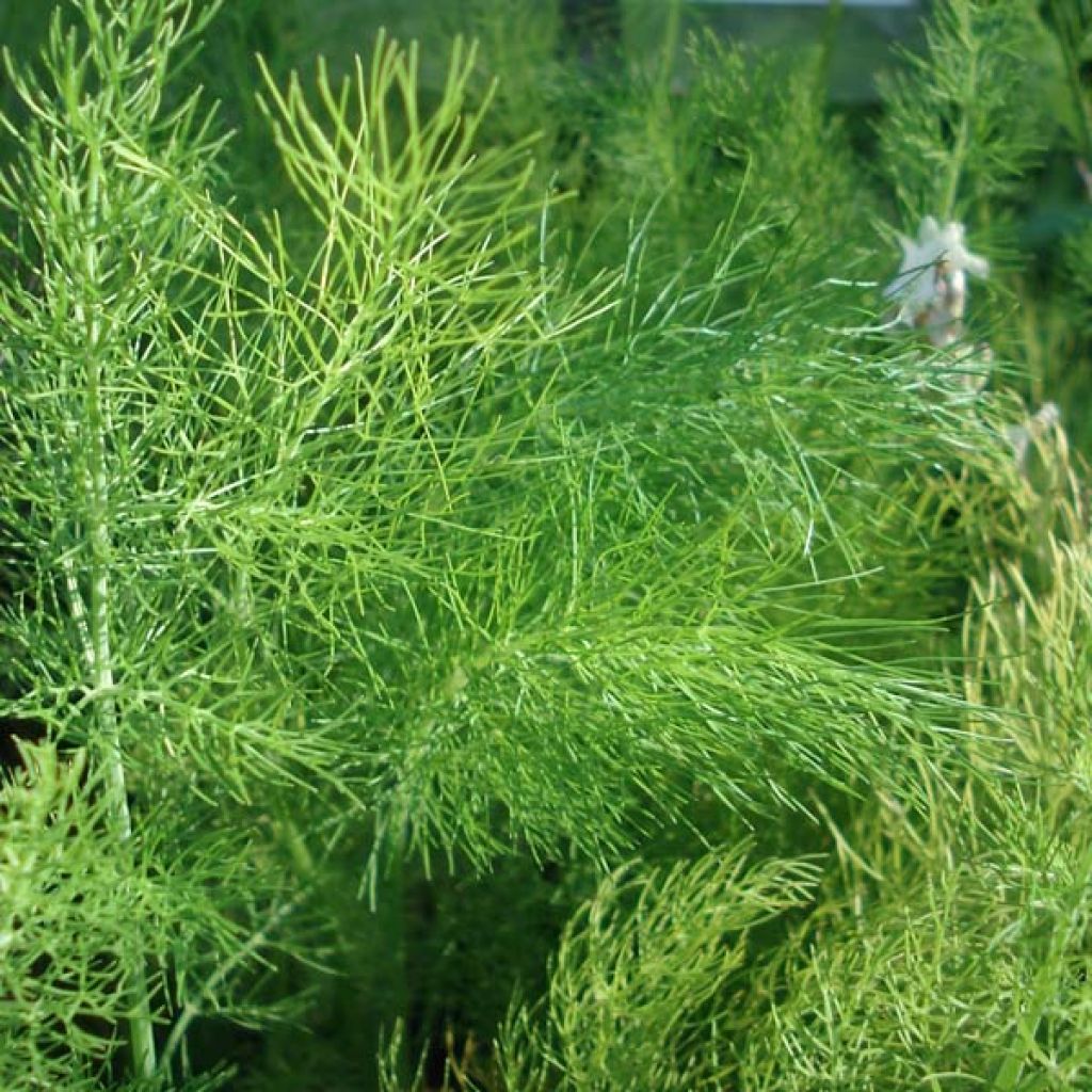 Foeniculum vulgare - Finocchio