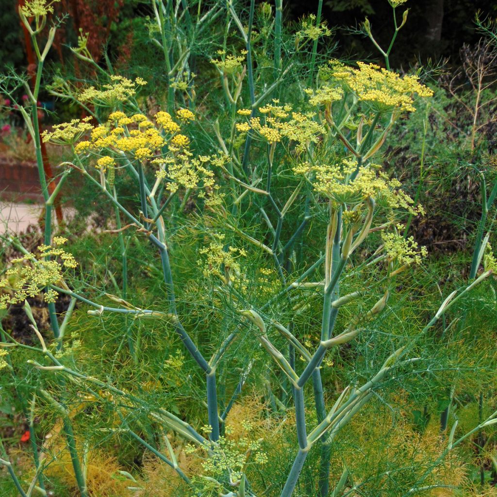 Foeniculum vulgare - Finocchio