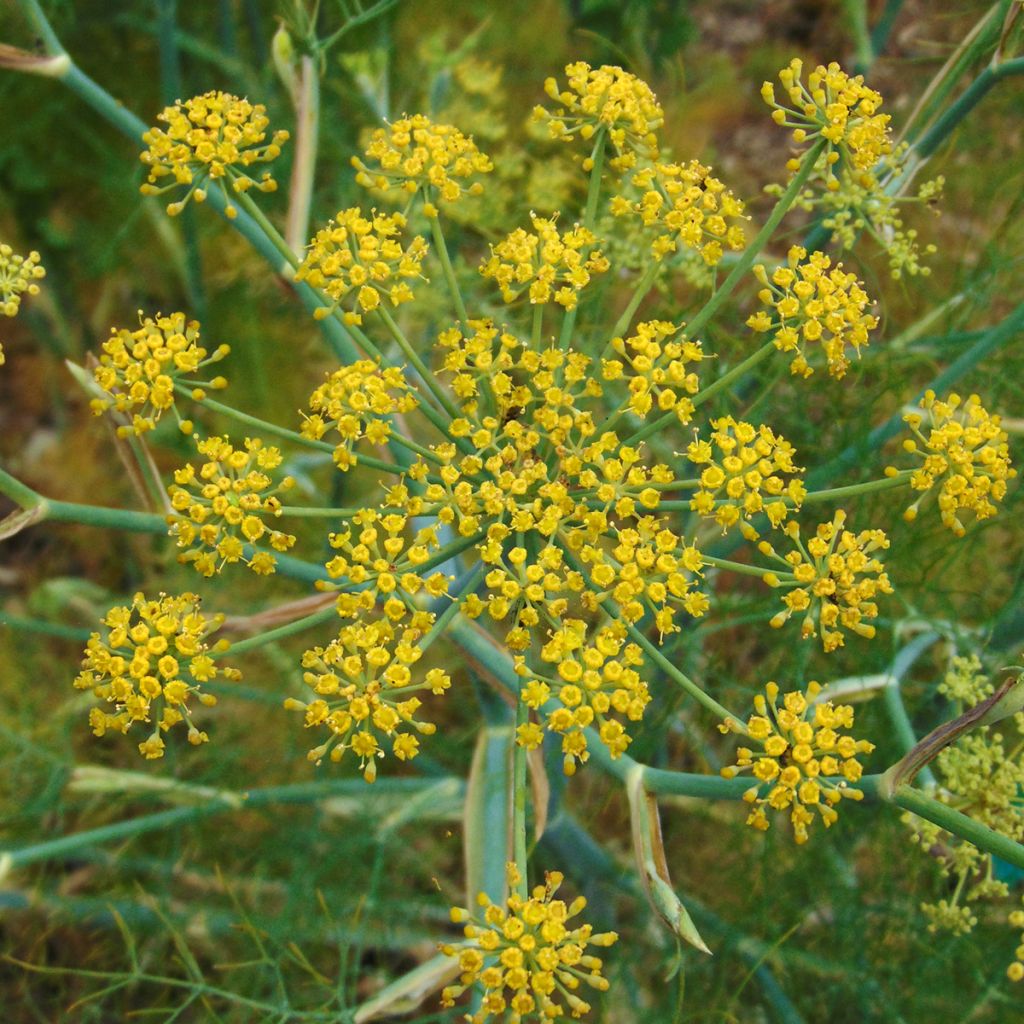 Foeniculum vulgare - Finocchio