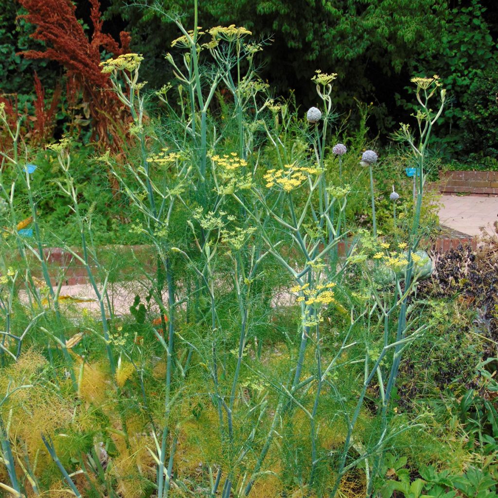 Foeniculum vulgare - Finocchio