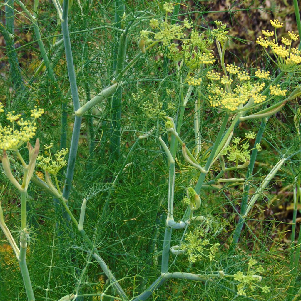 Foeniculum vulgare - Finocchio