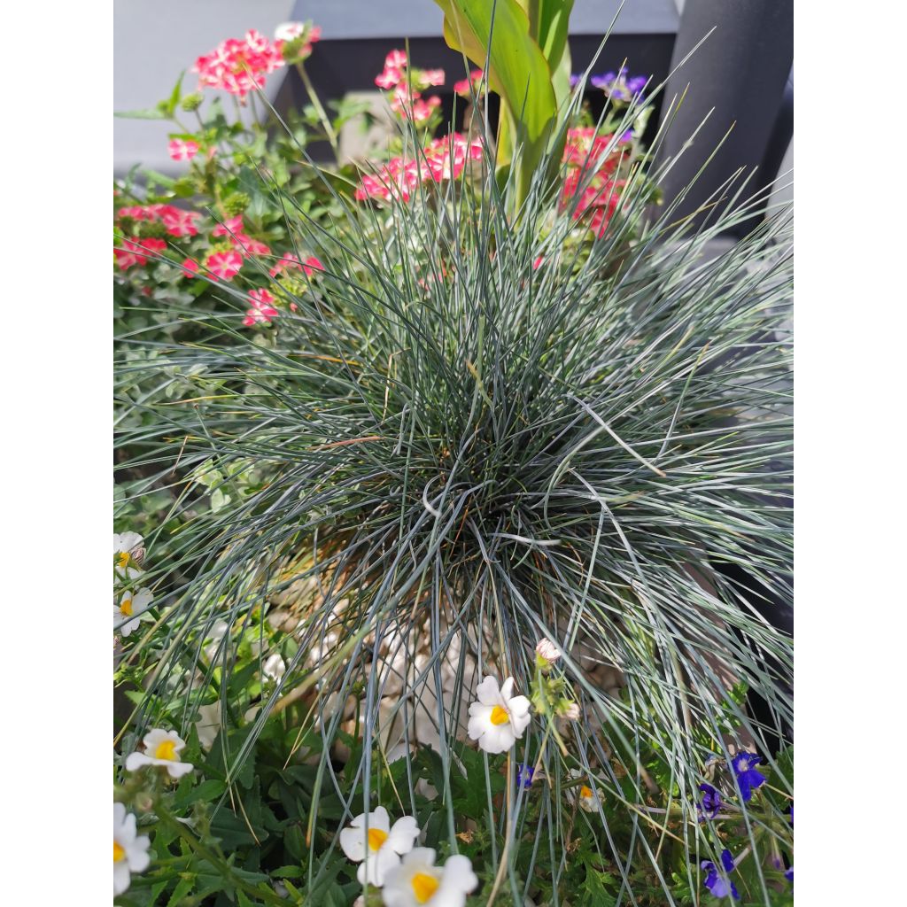 Festuca glauca Elijah Blue - Festuca blu