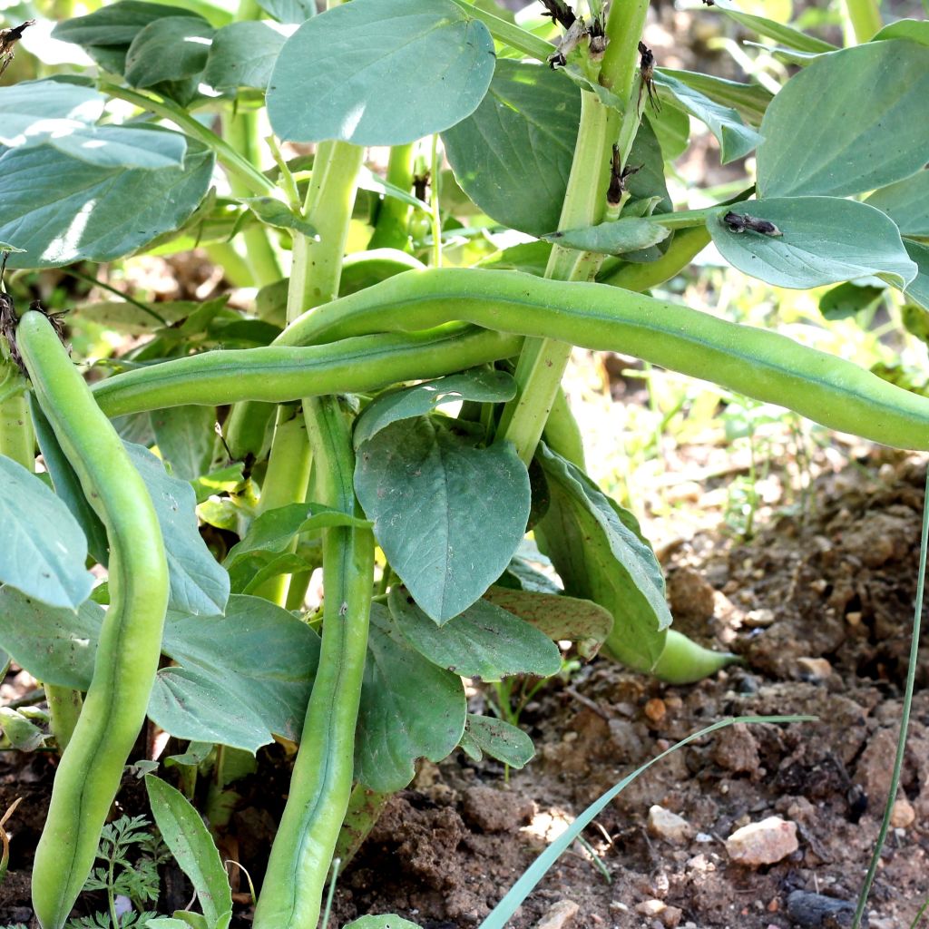 Fava Aguadulce a baccello molto longo