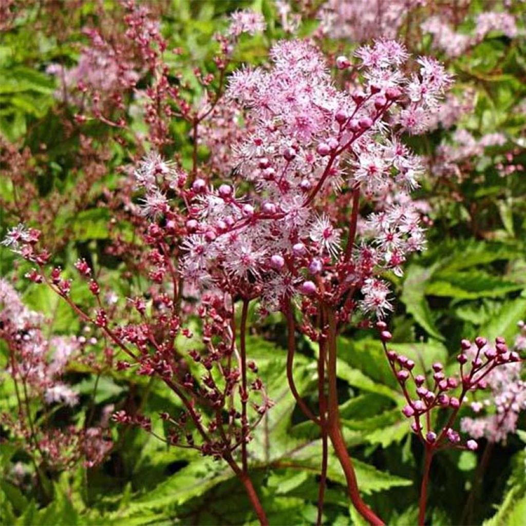 Filipendula Red Umbrellas - Olmaria