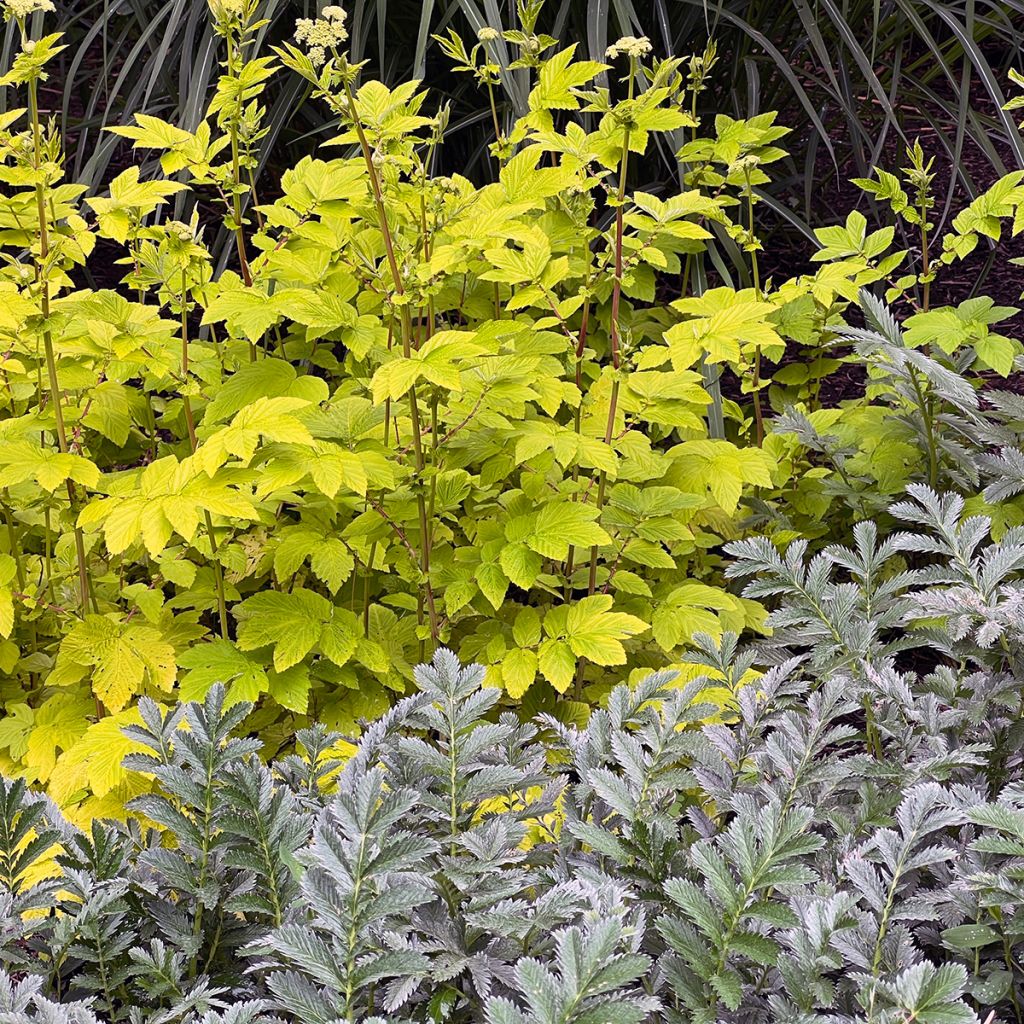 Filipendula ulmaria Aurea