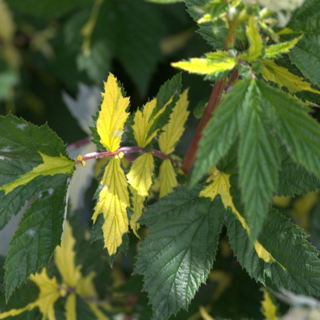 Filipendula ulmaria Variegata - Reine des Près