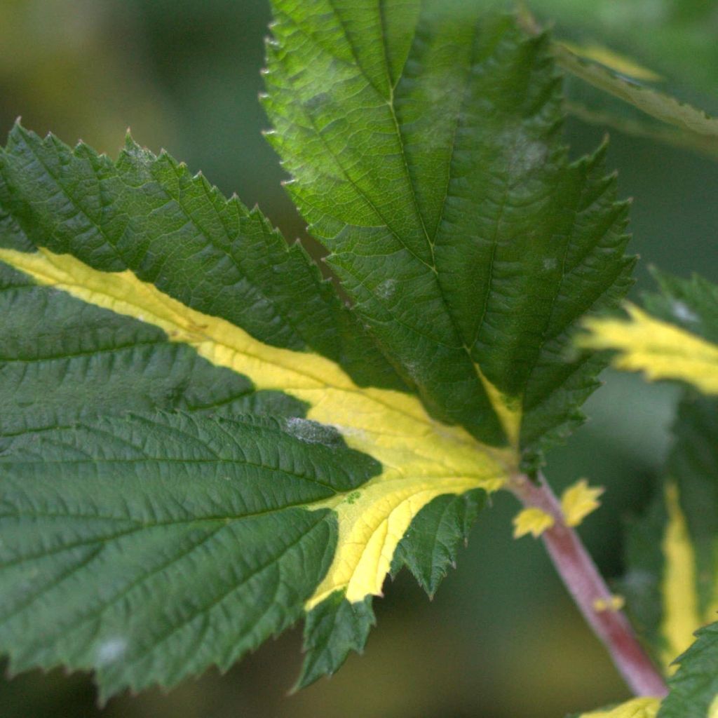 Filipendula ulmaria Variegata - Reine des Près