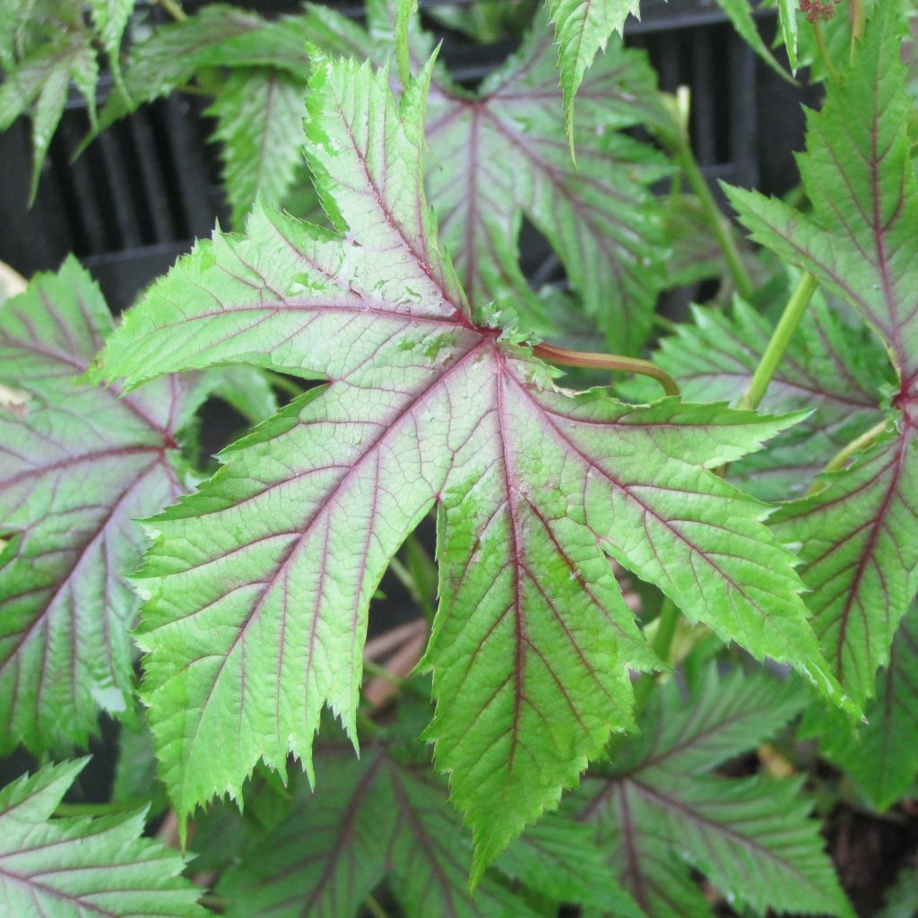 Filipendula Red Umbrellas - Olmaria