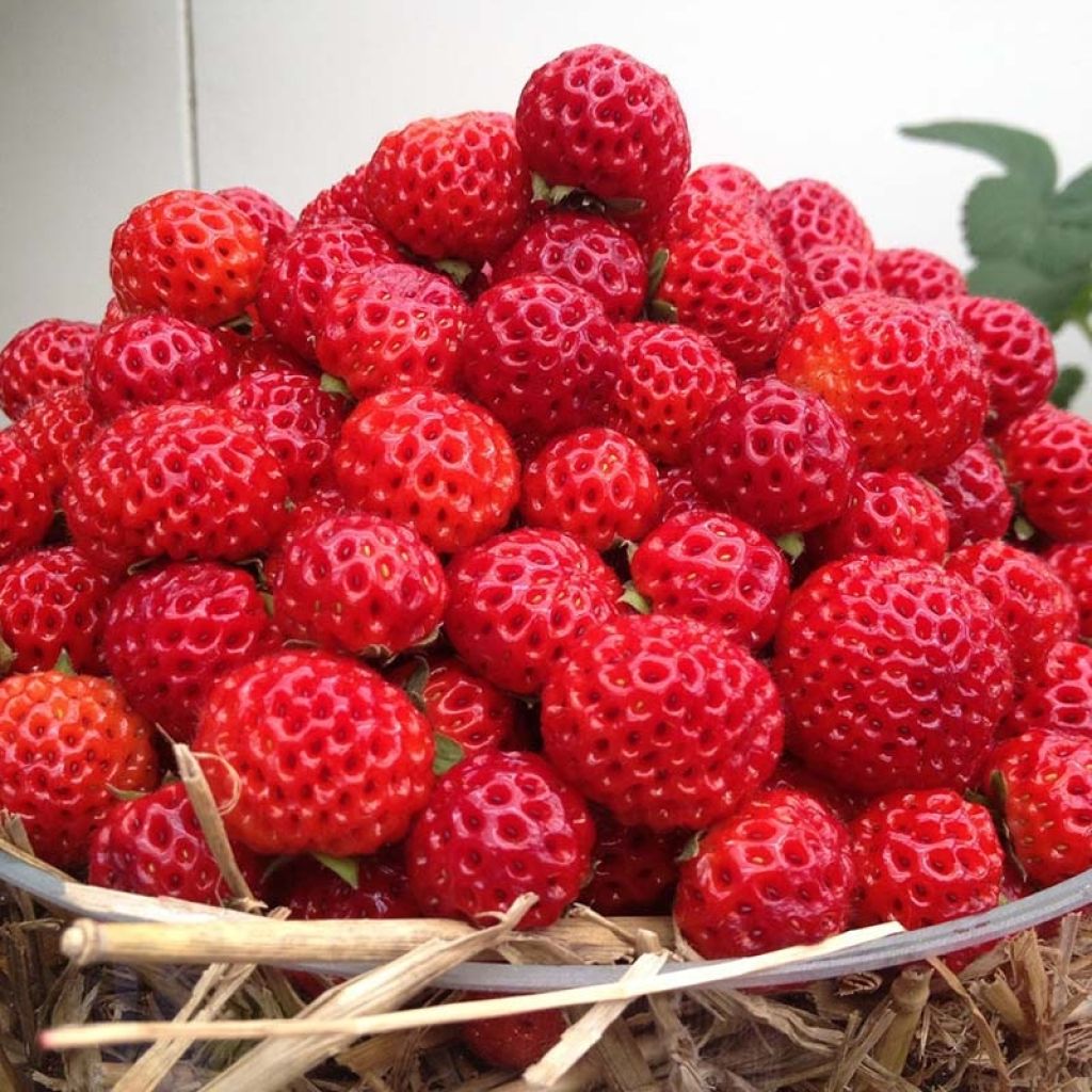 Fragola Framberry