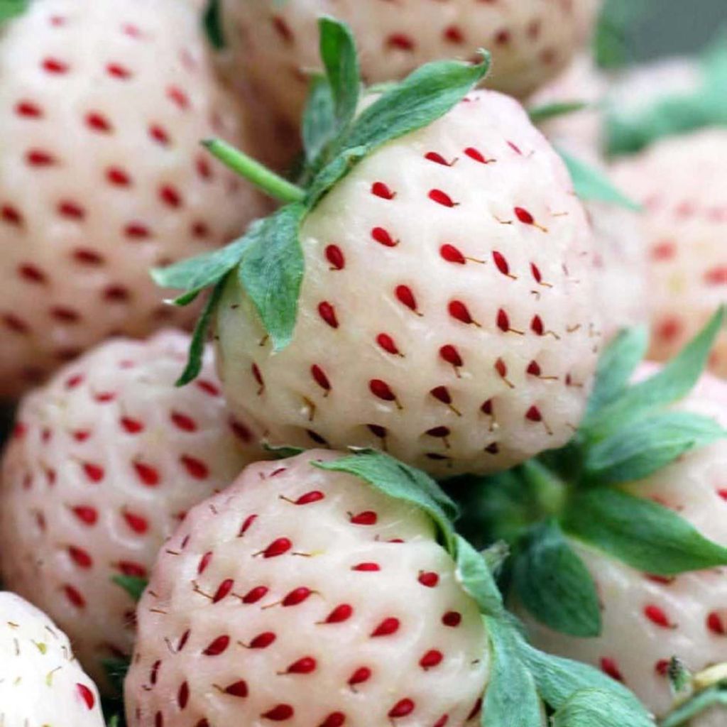 Fragola White Pineberry