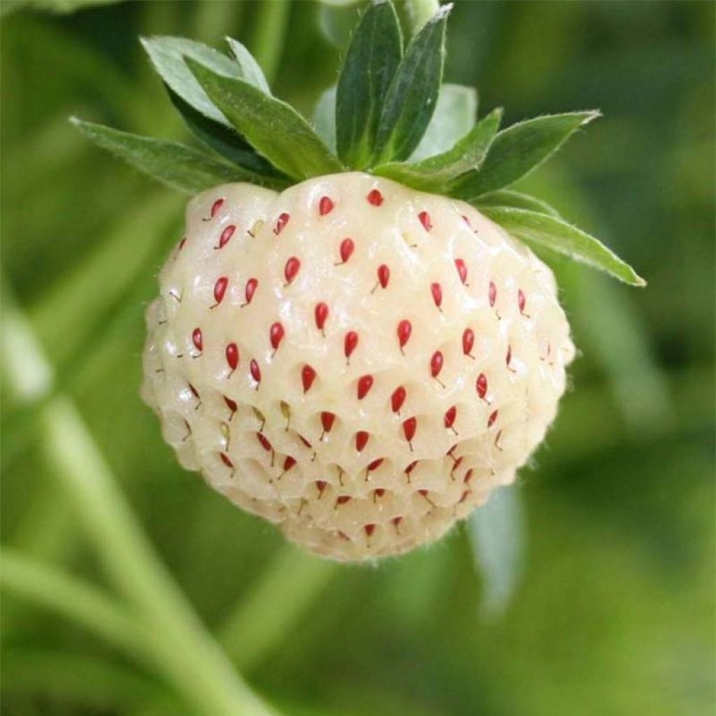 Fragola White Pineberry