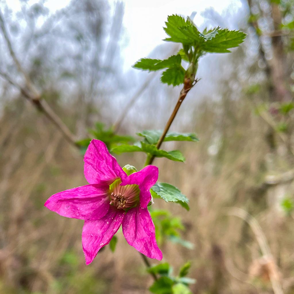 Rubus spectabilis Pacific Rose - Rovo ornamentale