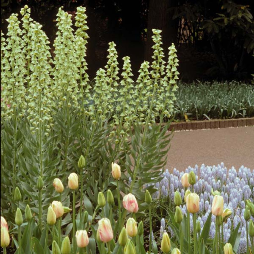 Fritillaire Persica Ivory Bells