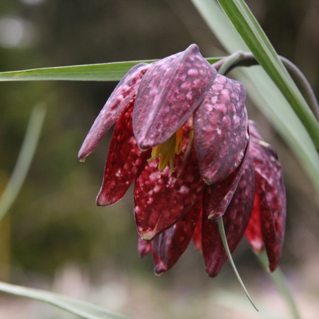 Fritillaria meleagris - Bossolo dei dadi