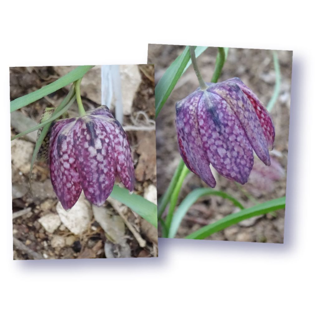 Fritillaria meleagris - Bossolo dei dadi