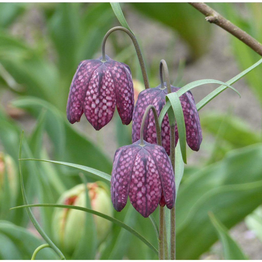 Fritillaria meleagris - Bossolo dei dadi