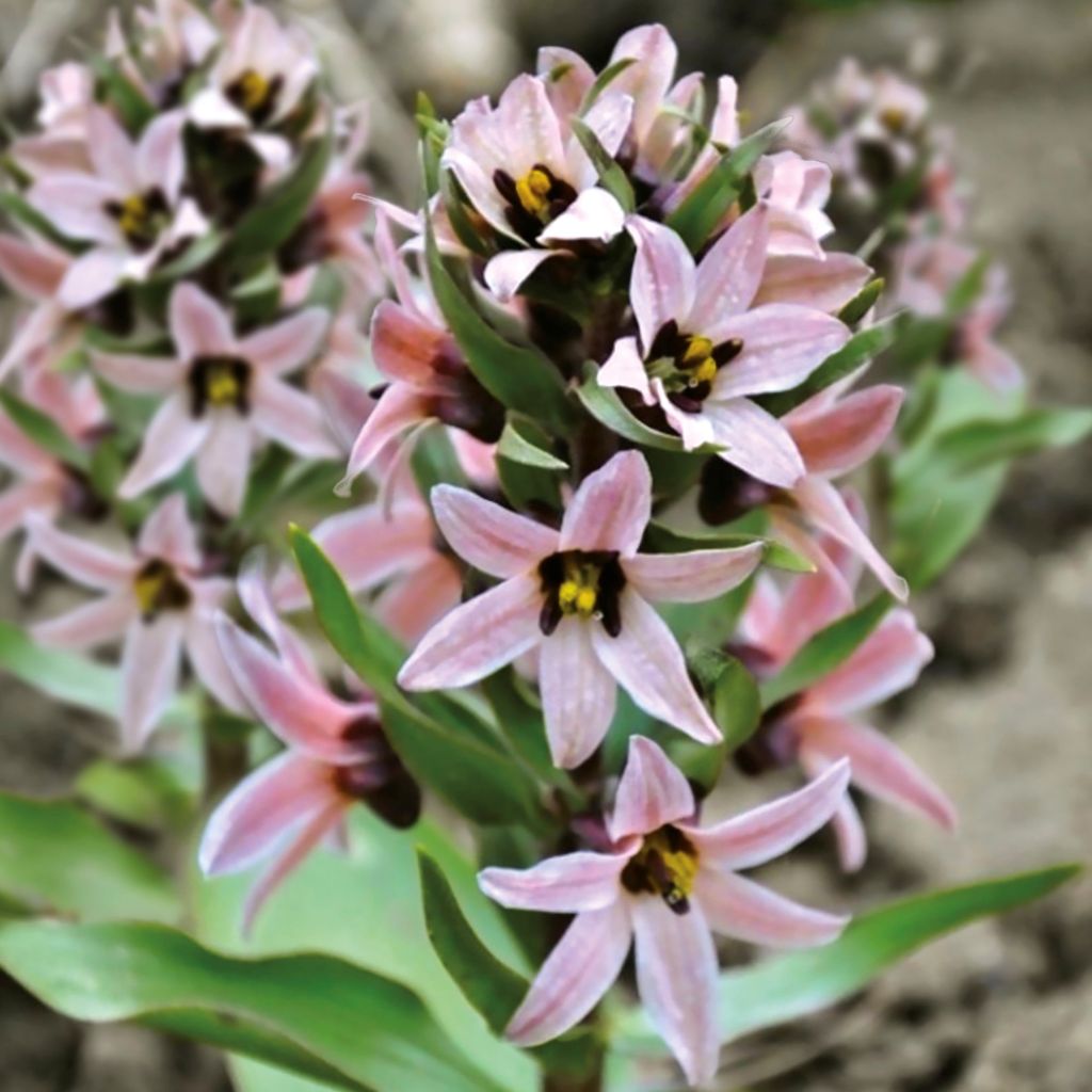 Fritillaria stenanthera