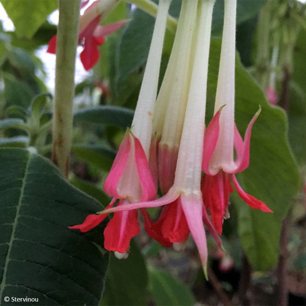 Fuchsia boliviana Alba - Fucsia