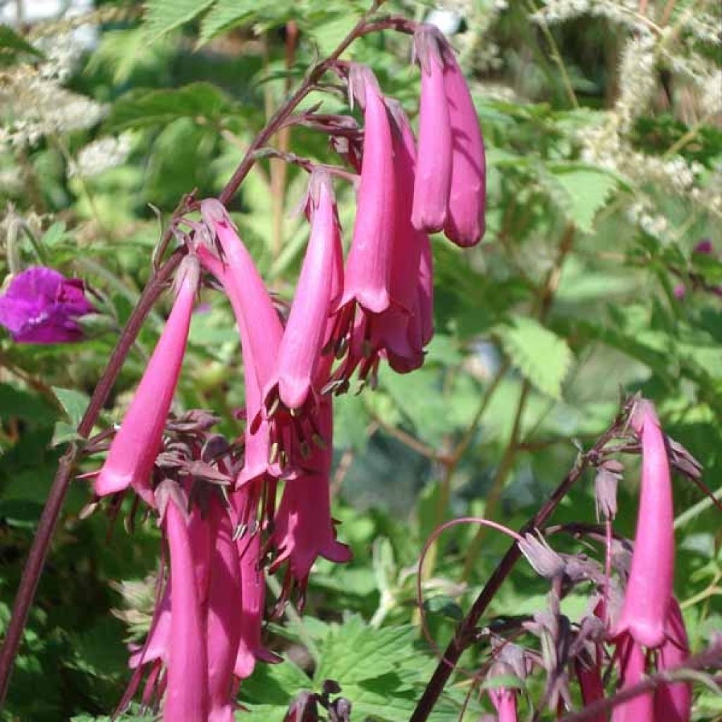 Fuchsia du Cap-Phygelius Funfare Wine