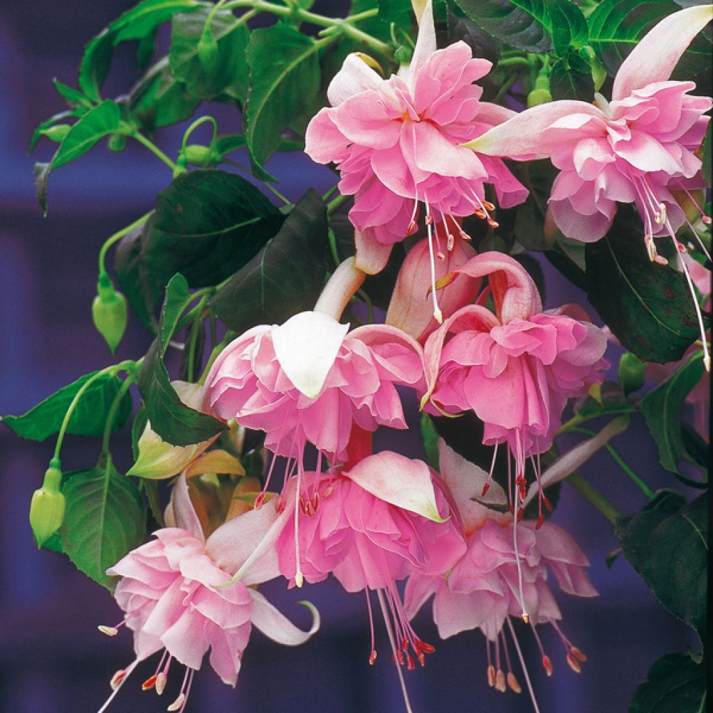 Fuchsia Retombant Linda Goulding