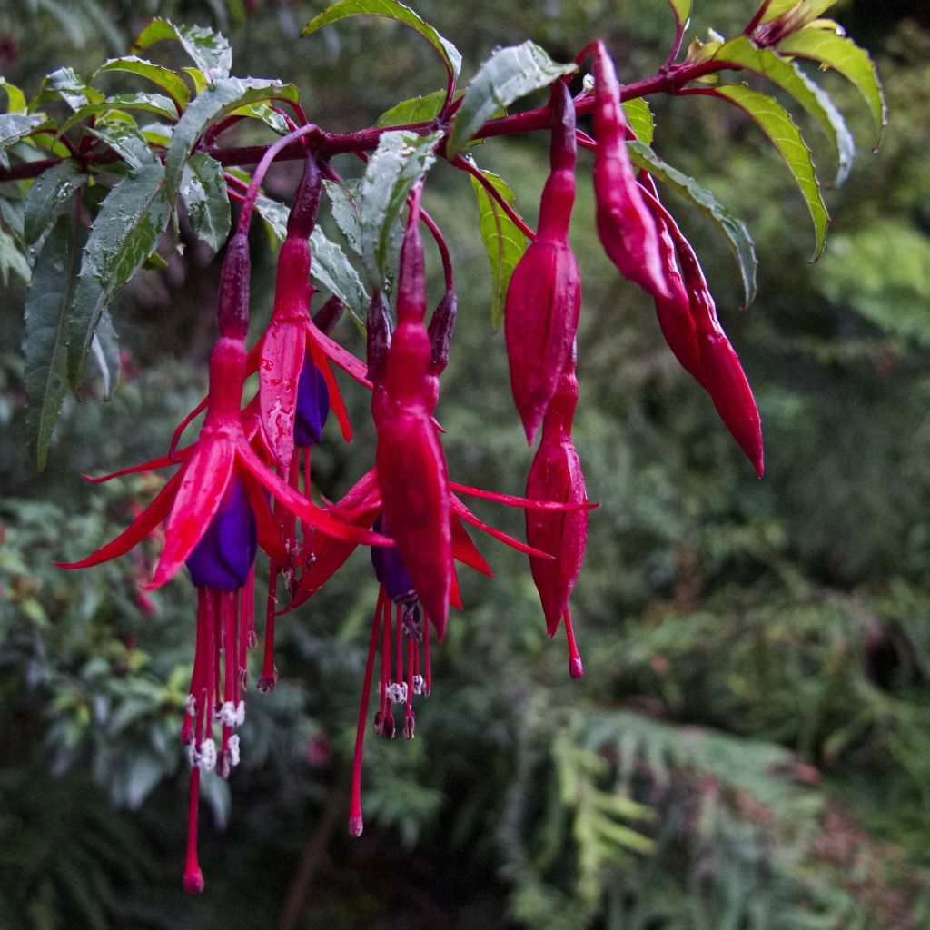 Fuchsia magellanica Riccartonii - Fucsia