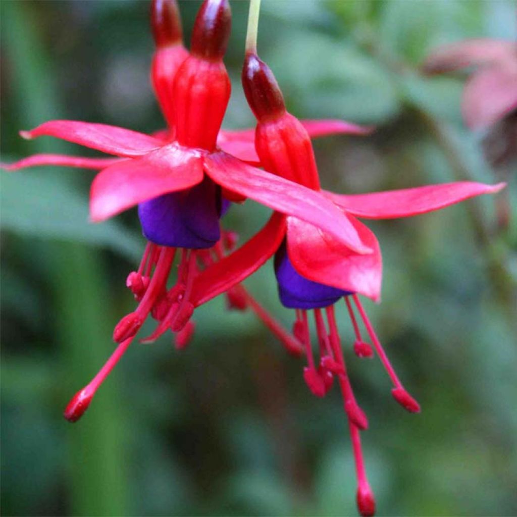 Fuchsia magellanica Riccartonii - Fucsia