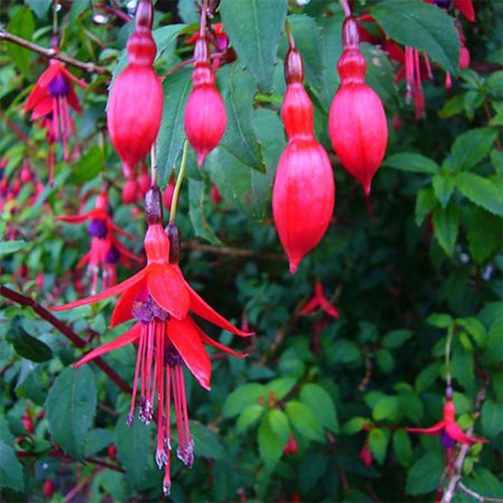 Fuchsia magellanica Riccartonii - Fucsia