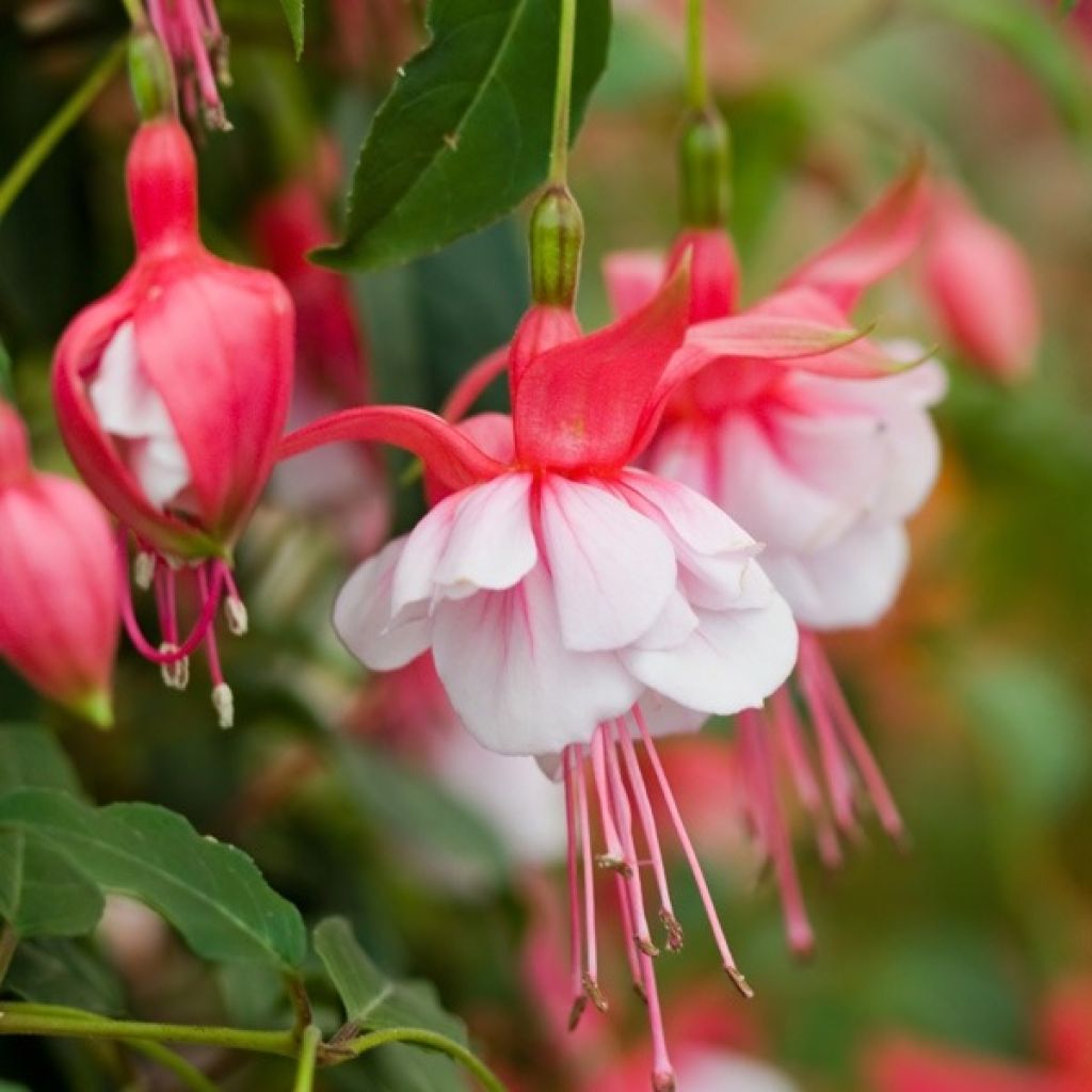 Fuchsia Sir Matt Busby - Fucsia