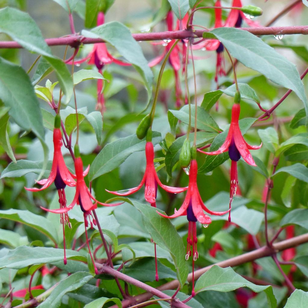 Fuchsia regia Reitzii - Fucsia