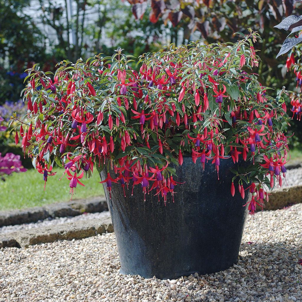 Fuchsia Sundancer - Fucsia