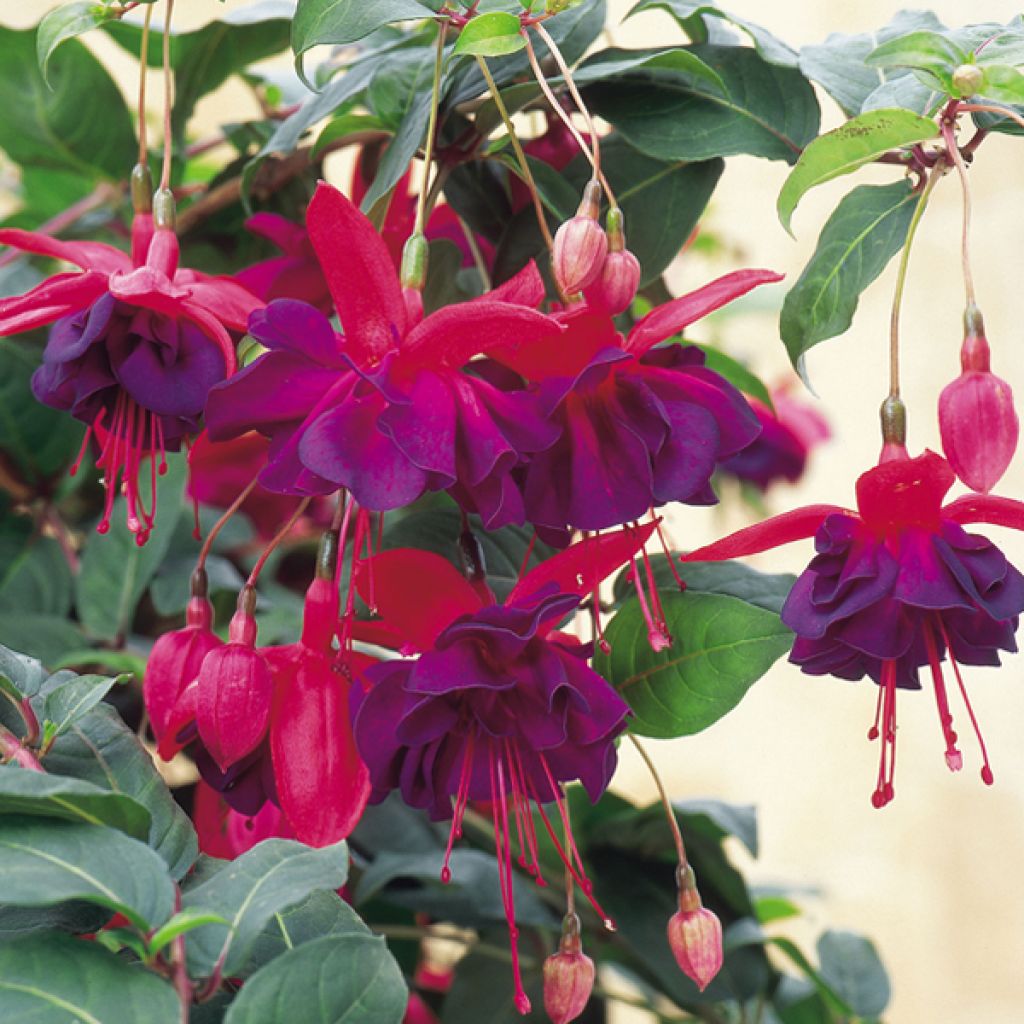 Fuchsia Retombant Voodoo