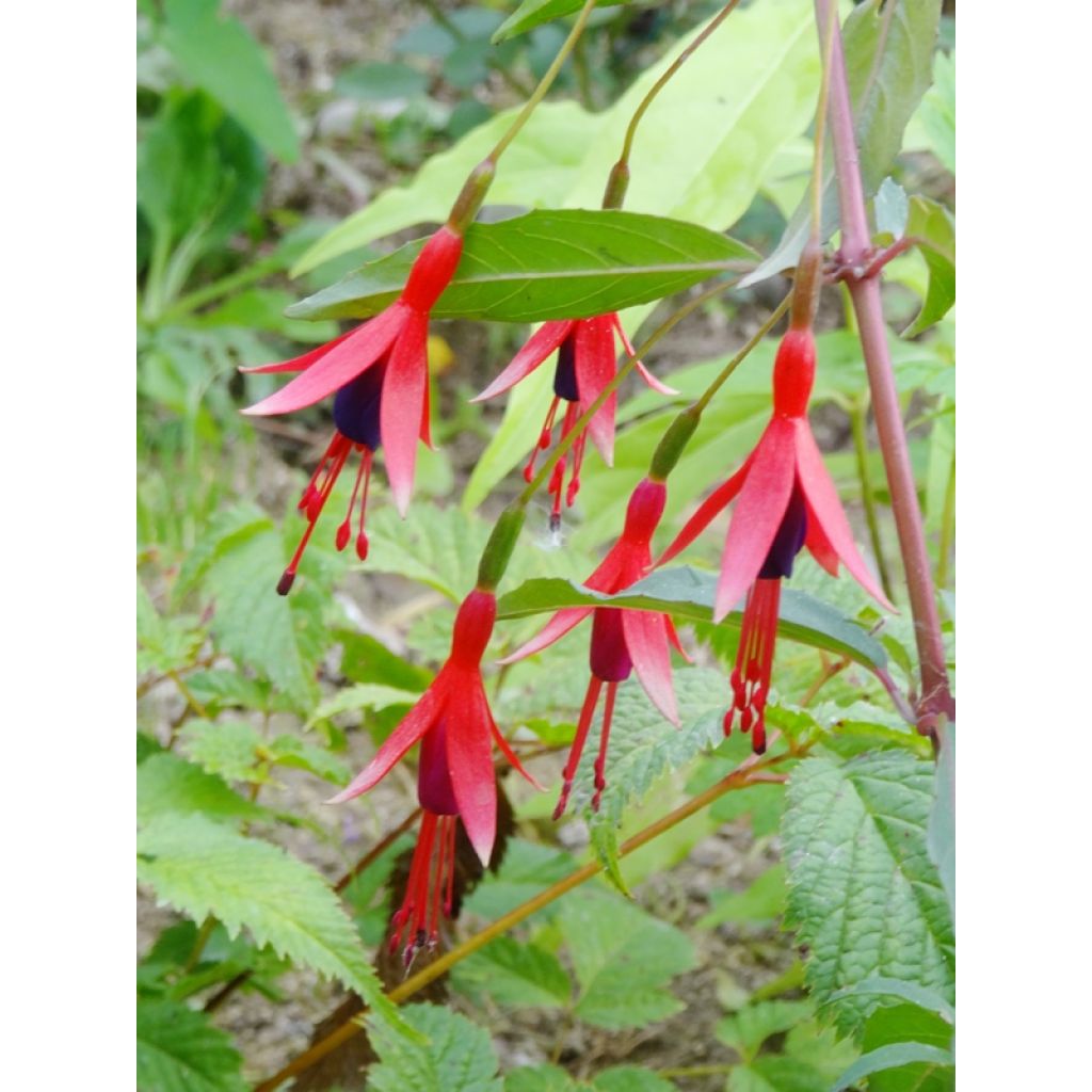 Fuchsia regia Reitzii - Fucsia