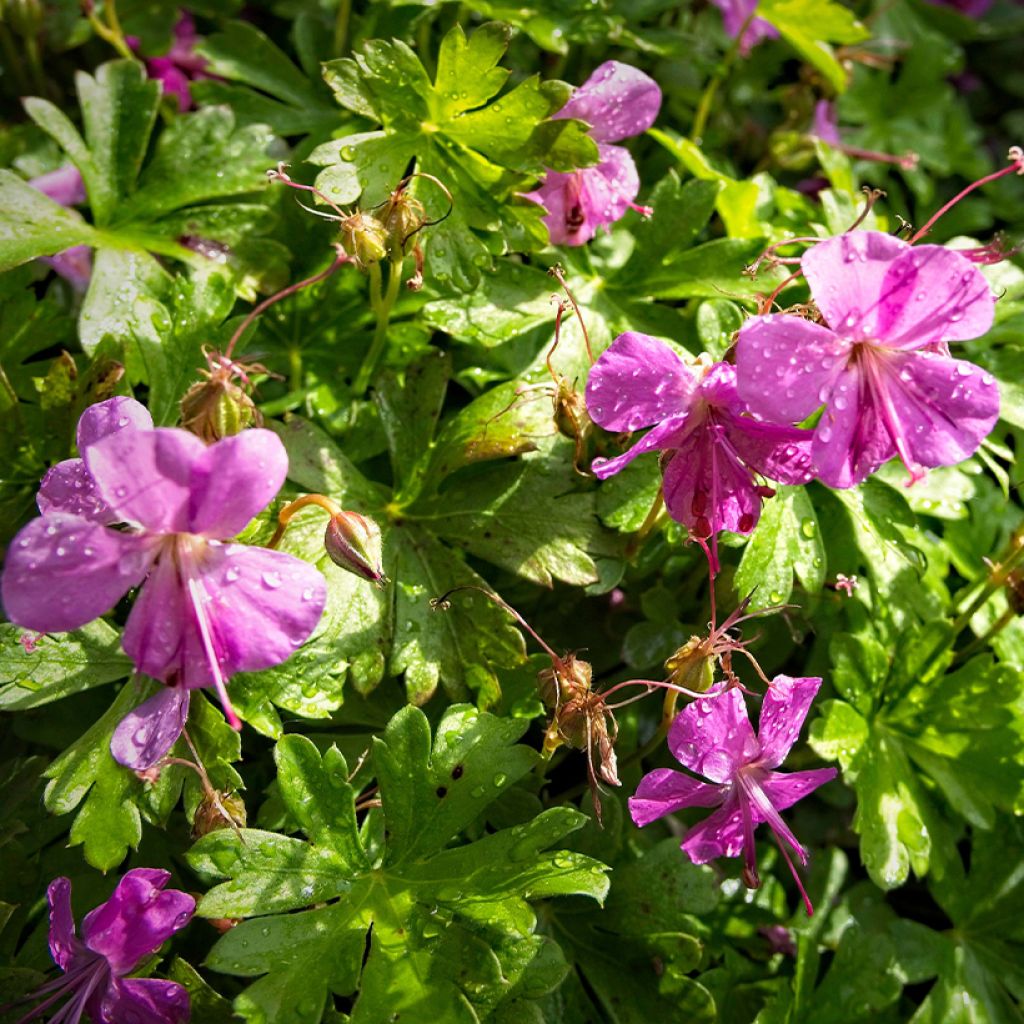 Geranium cantabrigiense Crystal Rose