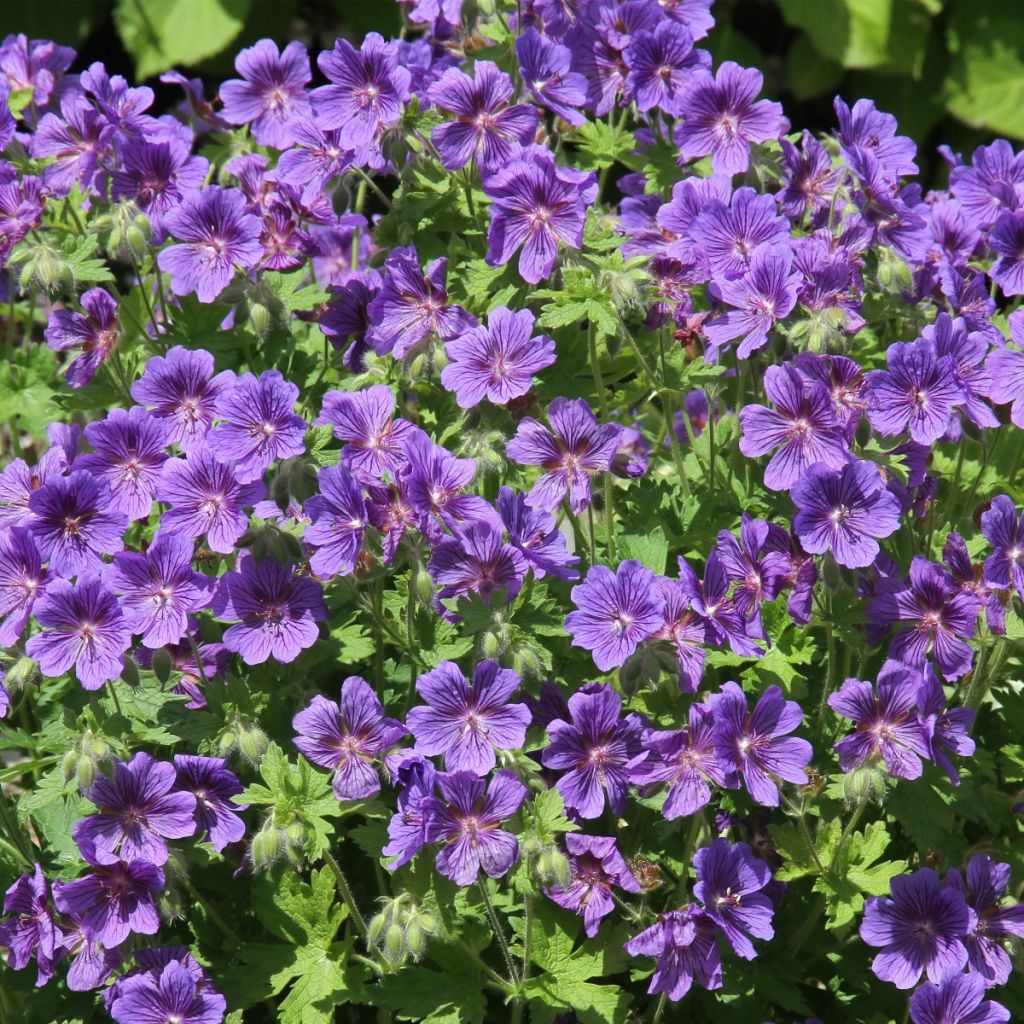 Geranium ibericum subsp. jubatum Vital