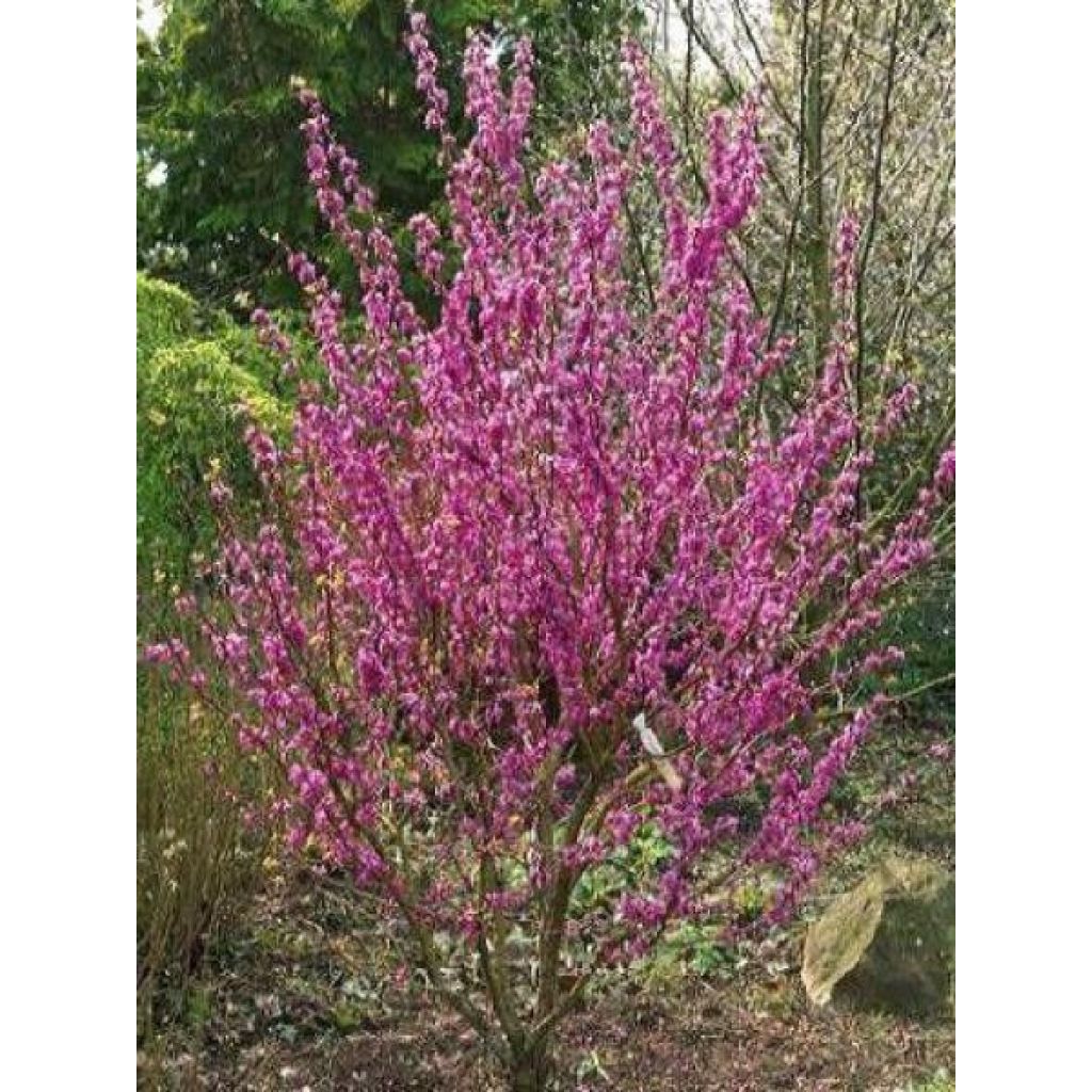 Cercis chinensis Avondale - Albero di Giuda cinese