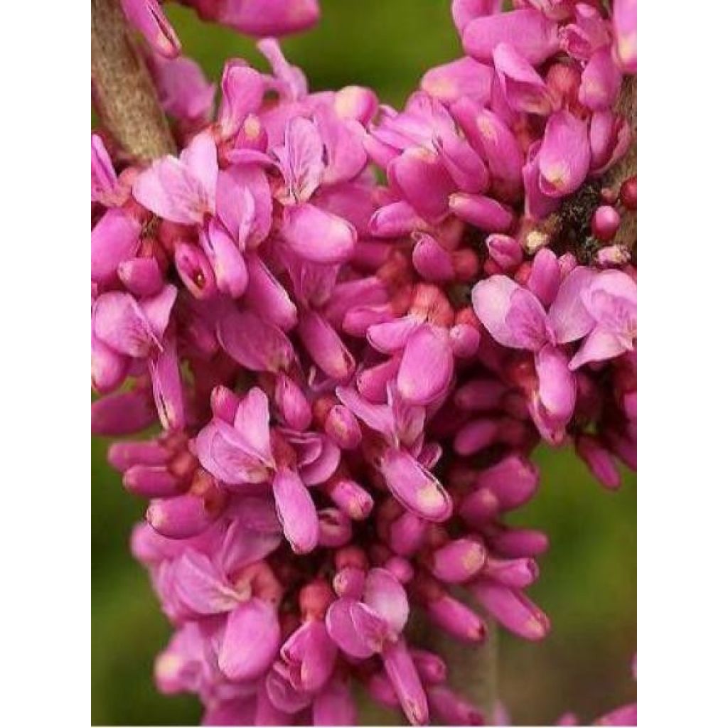 Cercis chinensis Avondale - Albero di Giuda cinese