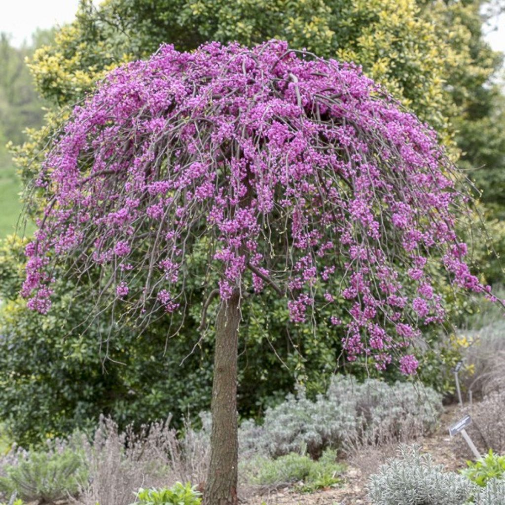 Gainier du Canada - Cercis canadensis Cascading Hearts